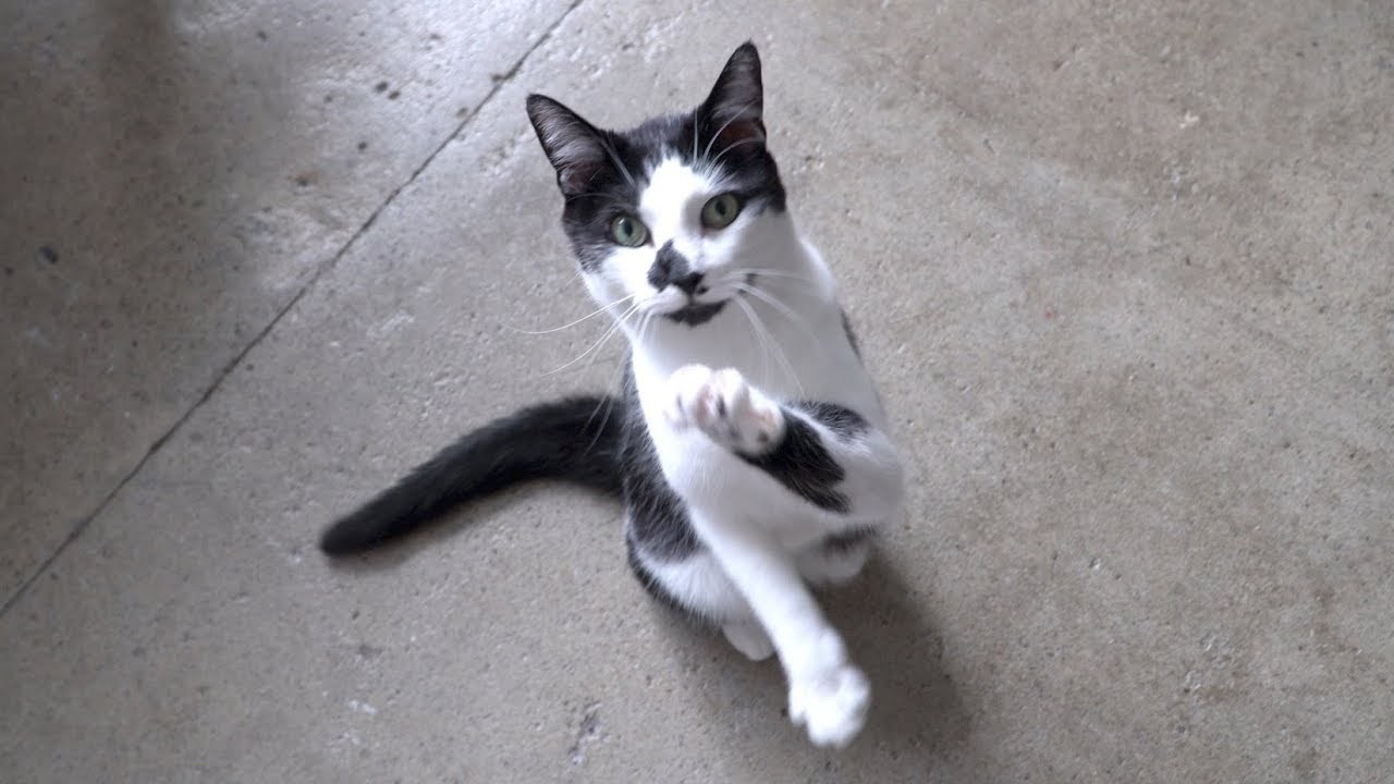 「いい子だね」の飼い主の声に応える猫、声挙げ手を挙げシッポ挙げ