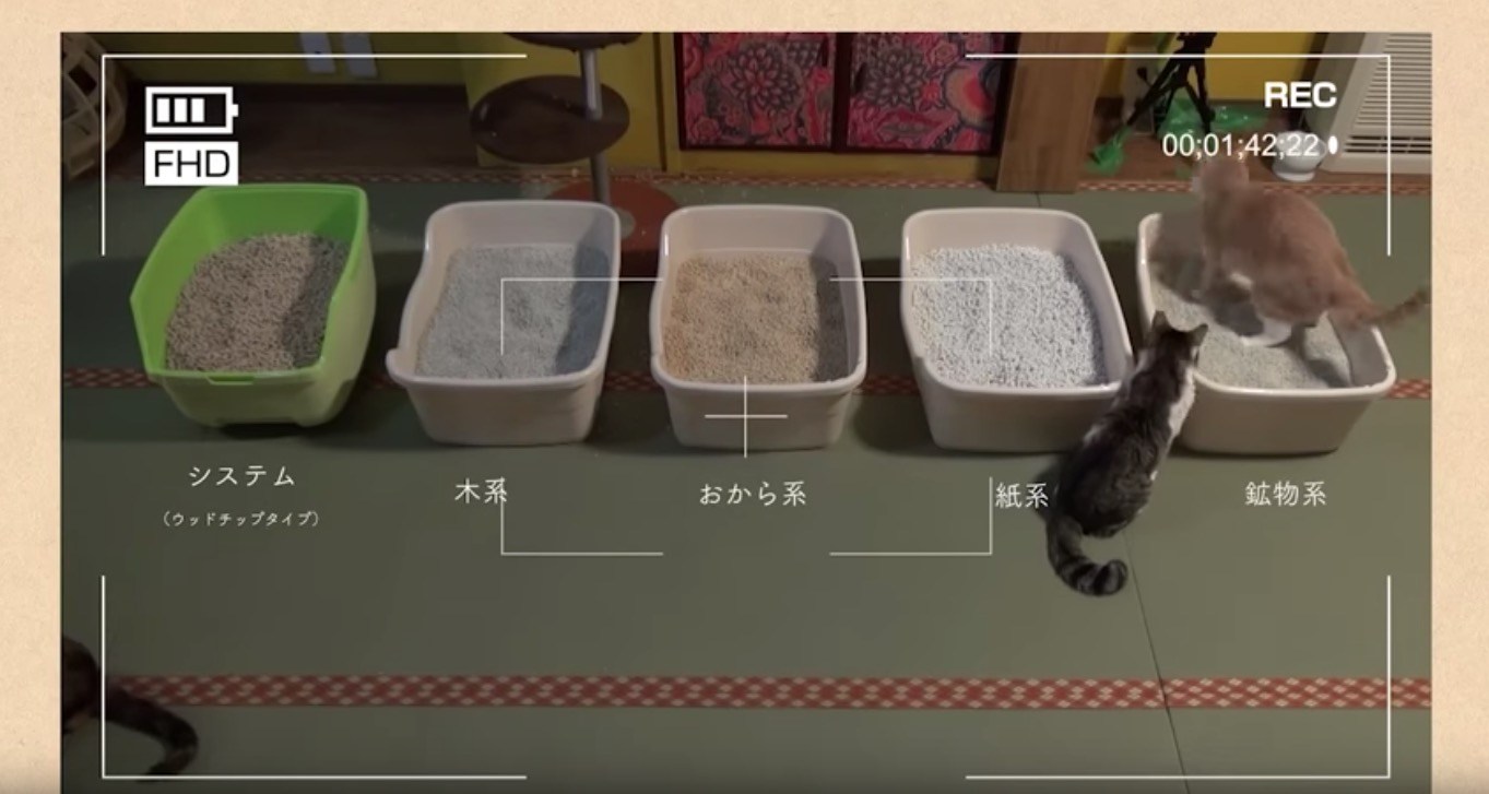 5つの種類のトイレ砂ダービー、猫たちはどこを選ぶか実証実験