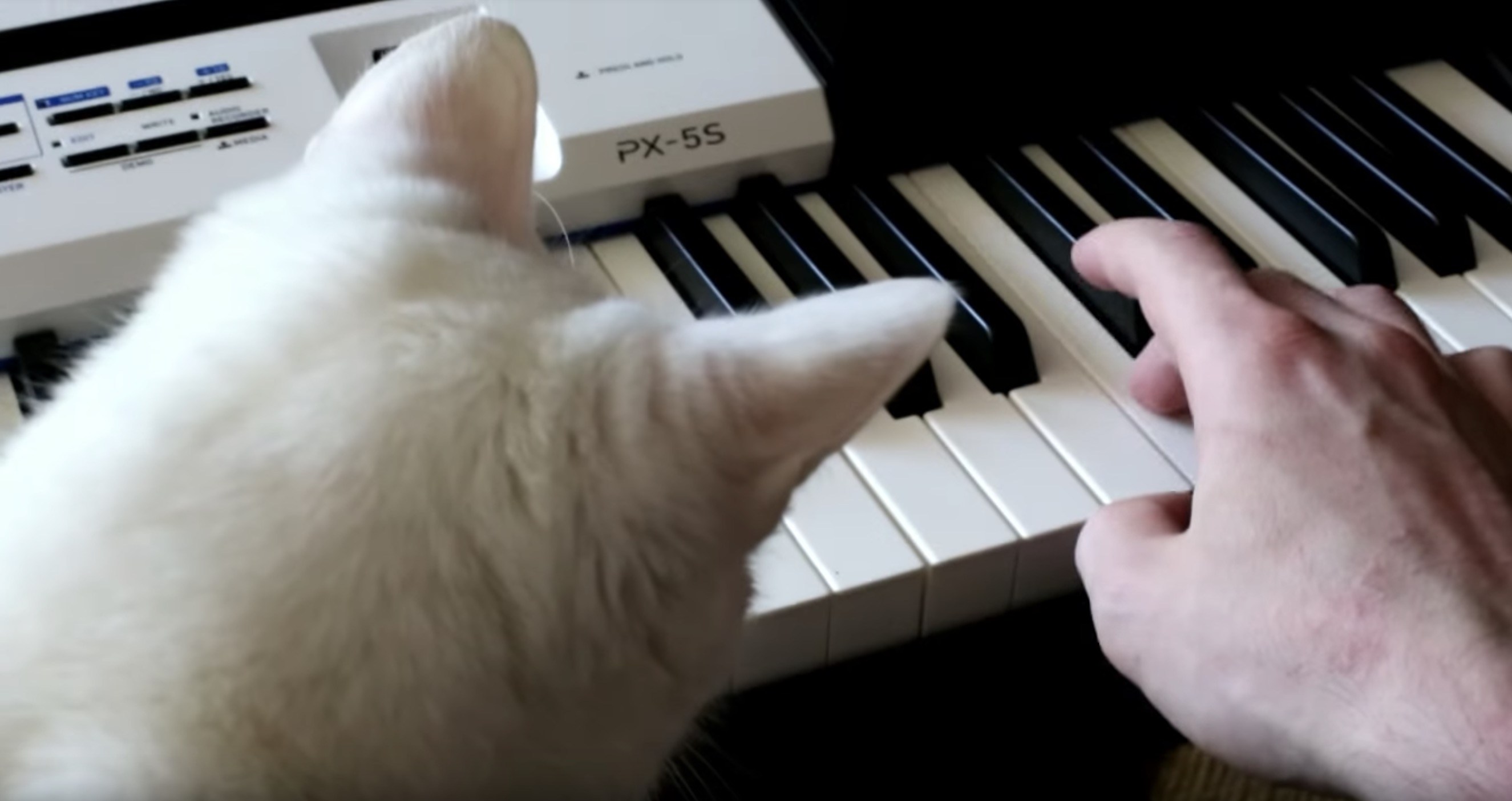 音にこだわる絶対音感猫、ピアノは聞き惚れエレクトーンはダメ出し