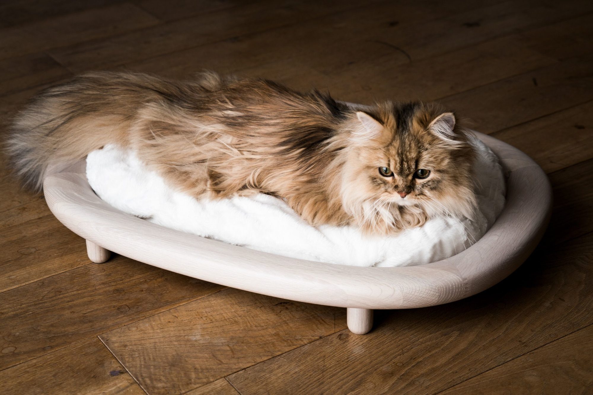 気韻漂うカリモク謹製猫ベッド、画趣満ち満ちたる猫写真に