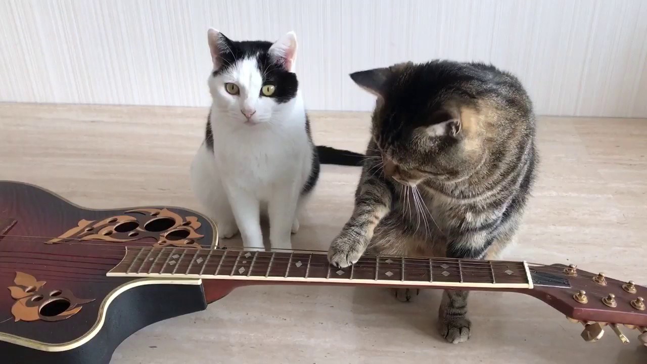 2匹の猫の「Four Hands Guitar」、ときおりシンクロTwo Handsに