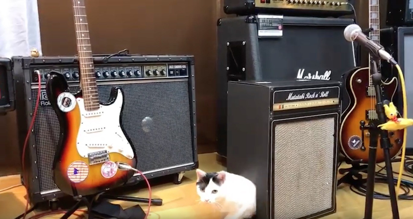 ギターアンプの横穴からひょっこり顔出す猫、よくよく見ると表面は爪とぎ
