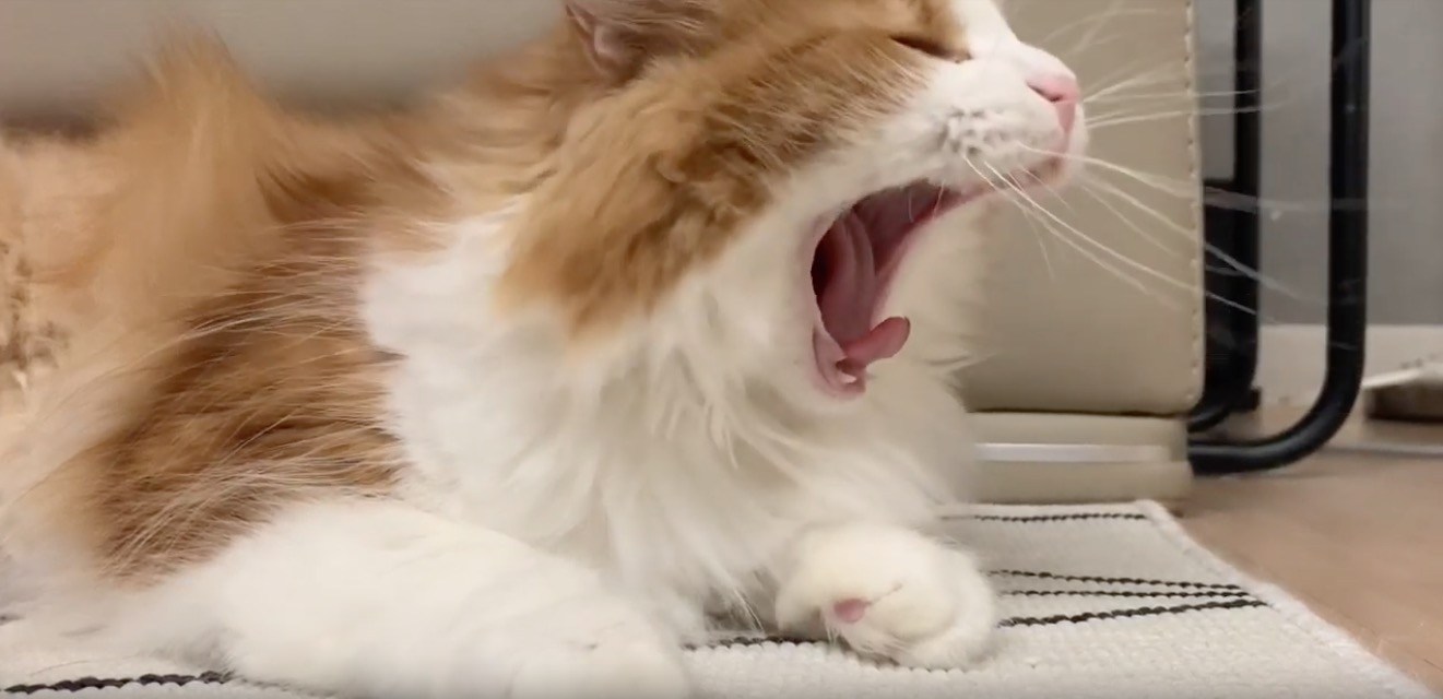 プロが作った猫のための子守歌、効果の程はあくびが2発