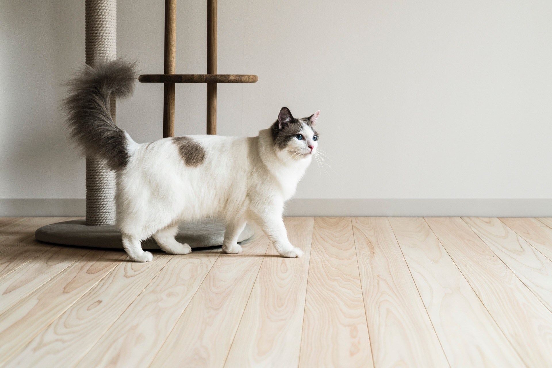 溝が浅く掃除しやすいヒノキの床板、猫の姿も映え映えしく