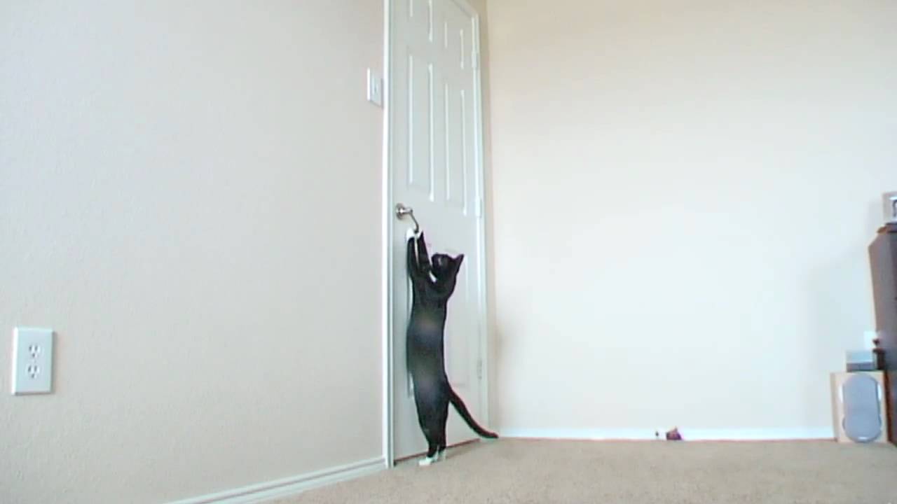 脚伸ばし腕を伸ばしてドア開ける猫、ドアの向こうのリクエストに応えて