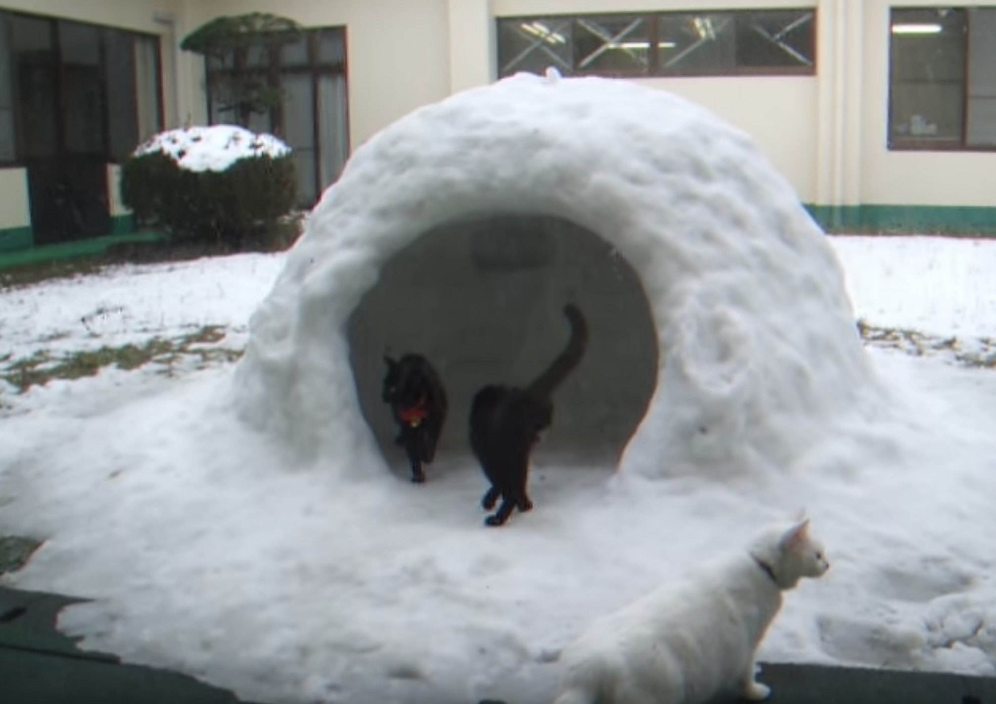 雪の日にいざかまくらの猫2匹、施工チェックに大忙し