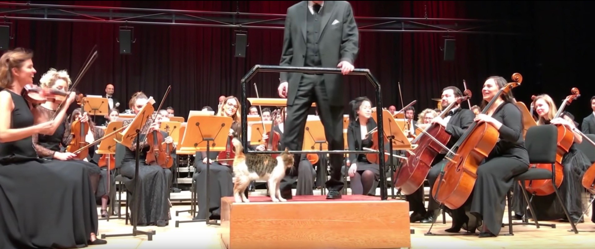 オーケストラの指揮台に跳び乗る三毛の猫、観客哄堂拍手喝采