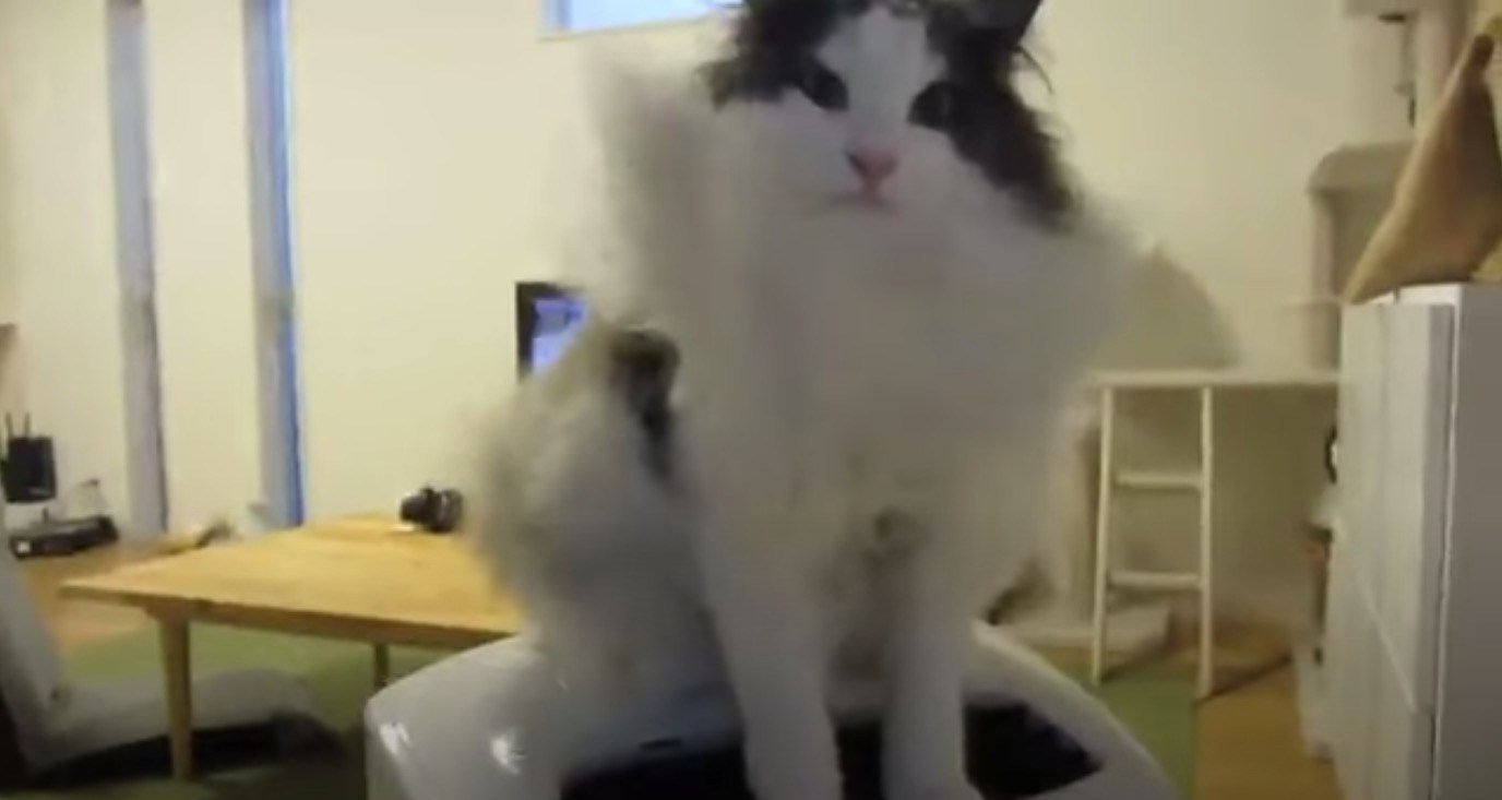 全身の毛という毛をみな逆立てる猫、空気清浄機の上に立ち