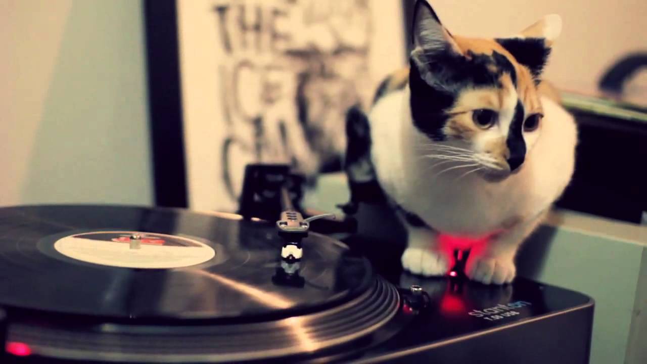 DJ三毛猫アナログ派、こすって回して魅せるスタイル