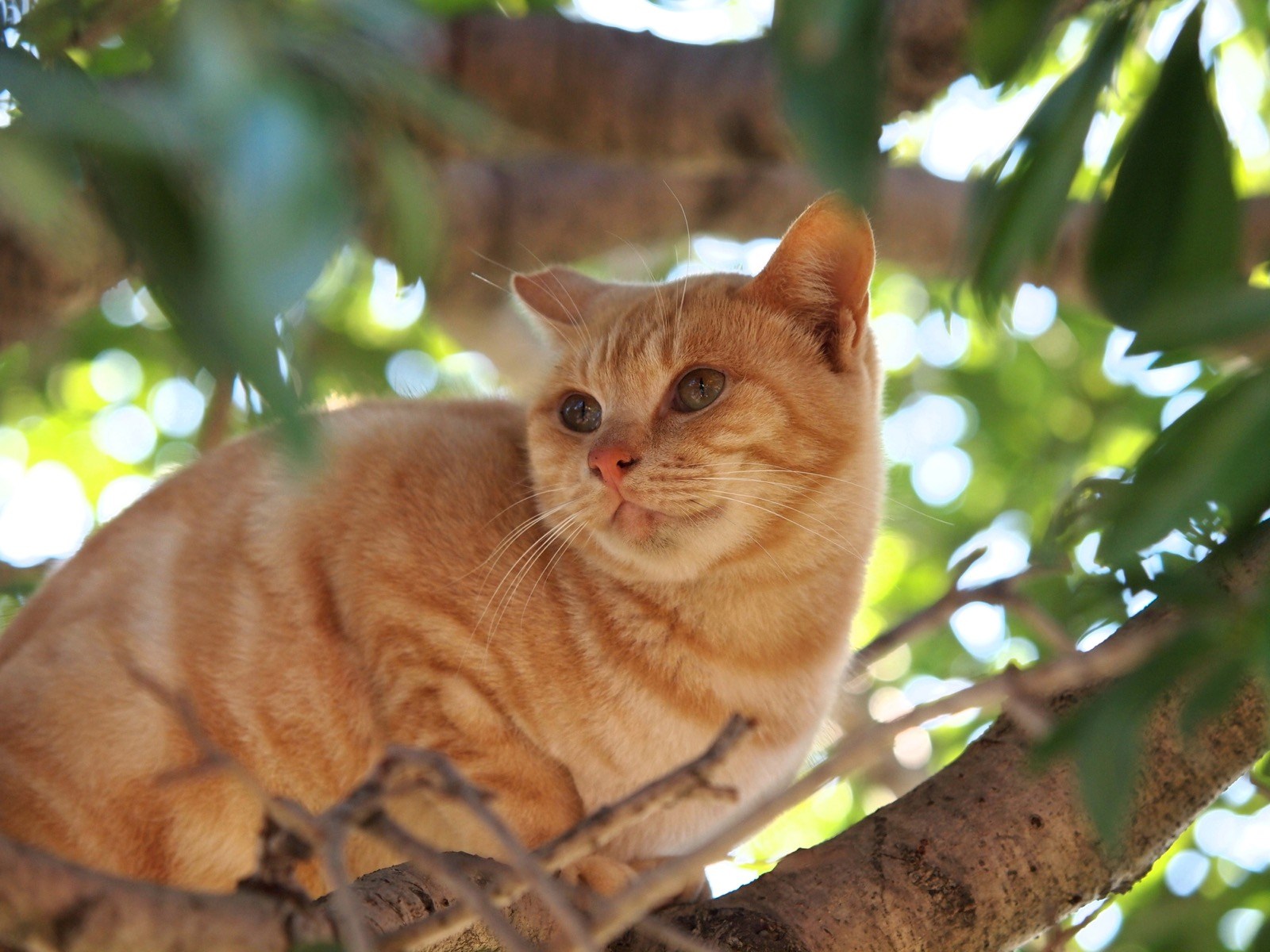 レスキューのプロが語る、高い木に登ってしまった猫の助け方