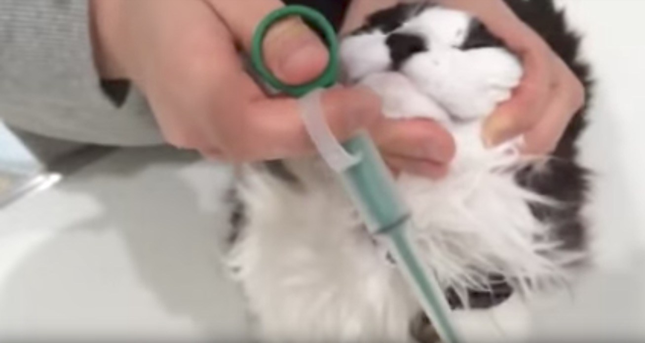 猫への薬の飲ませ方、投薬棒を使った解説