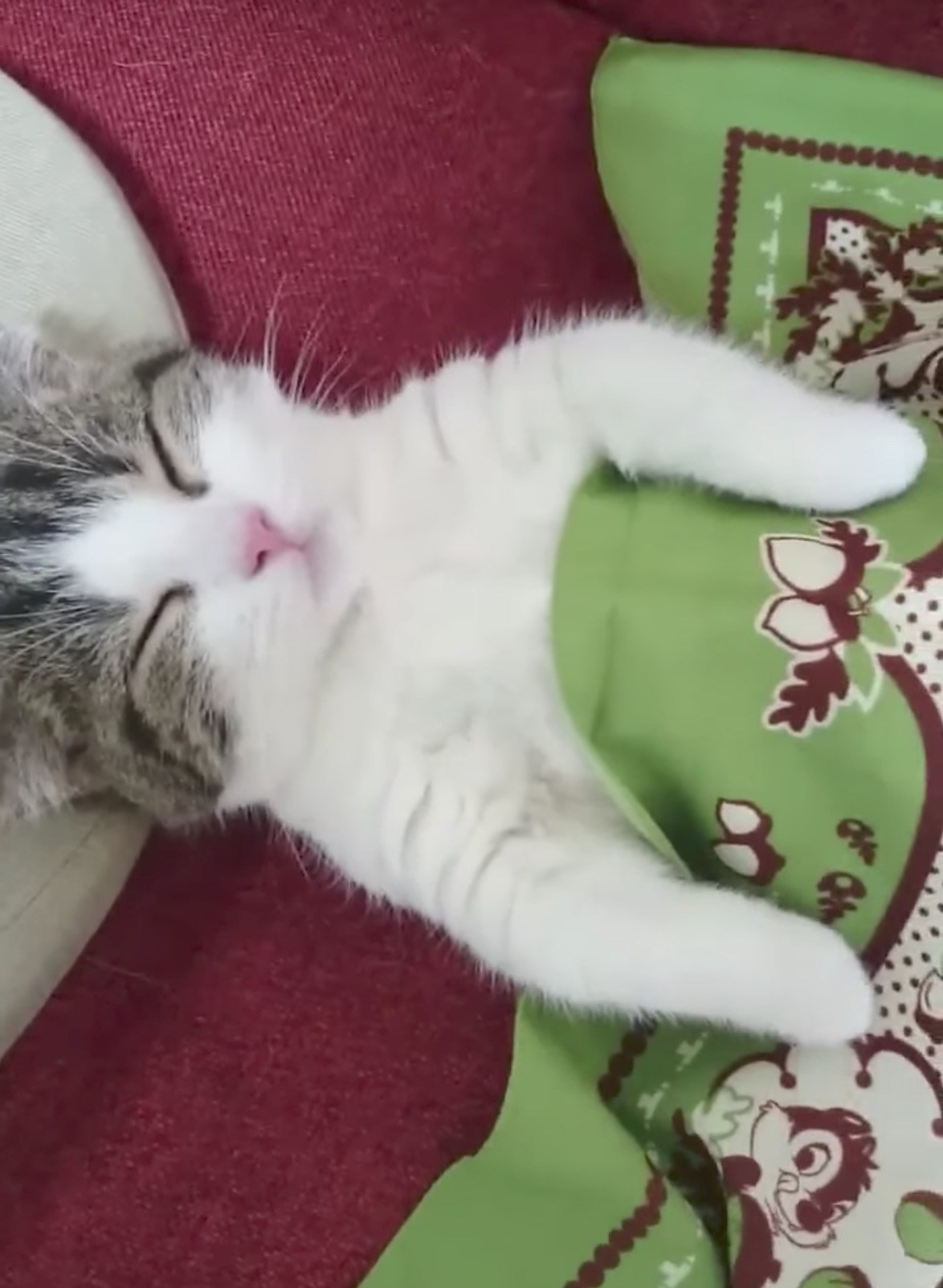 腹丸出しで眠る猫、お布団掛けてもやっぱり爆睡