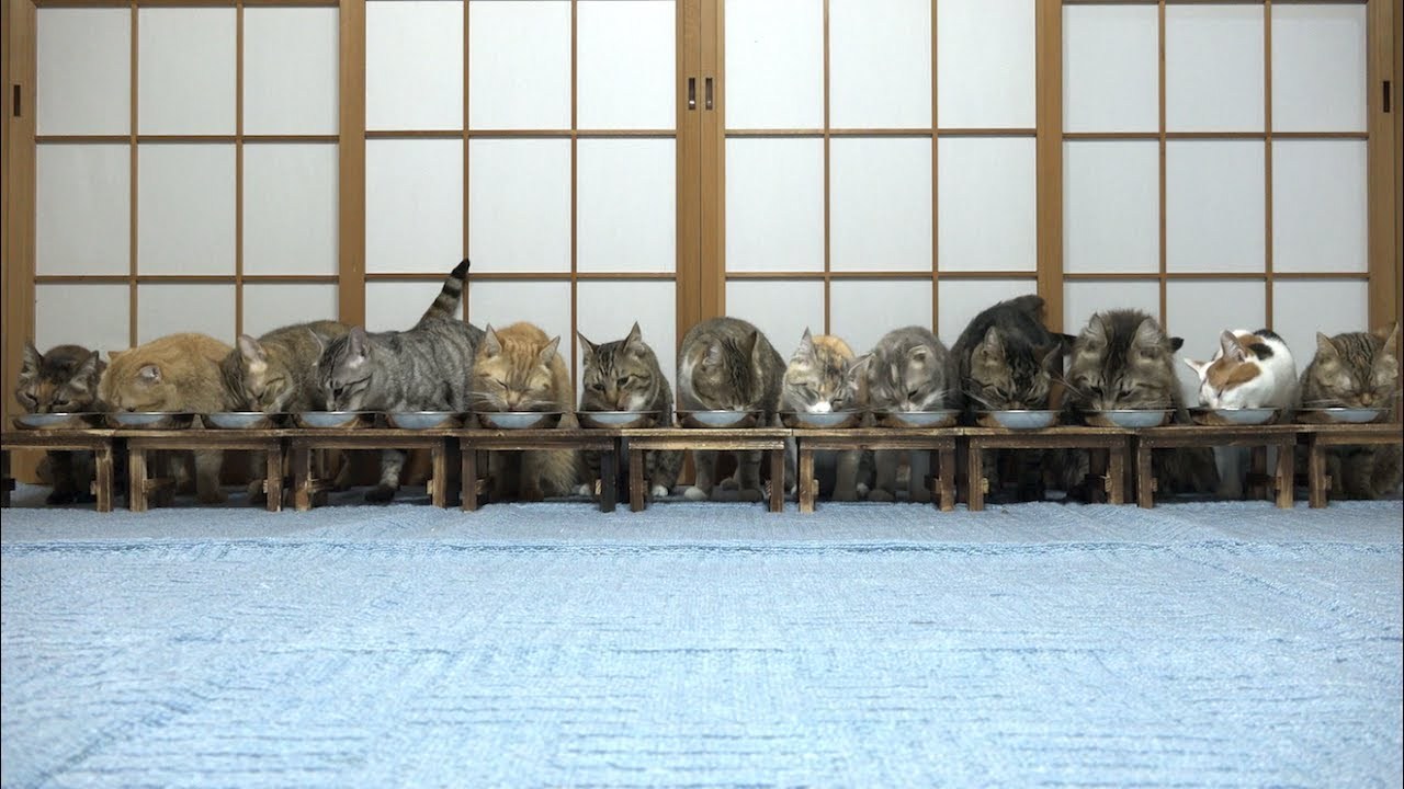 一列に居並ぶ猫の食事風景、些細な理由で表情一変