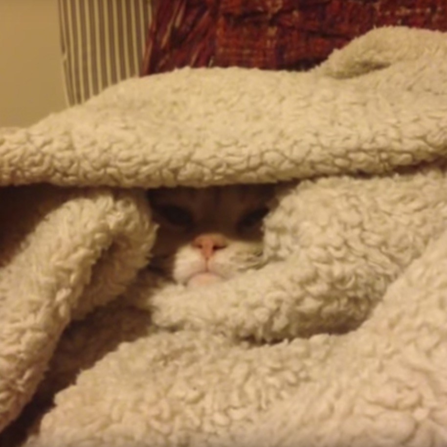 毛布に擬態する小さな子猫、毛布をめくられ抗議の一鳴き