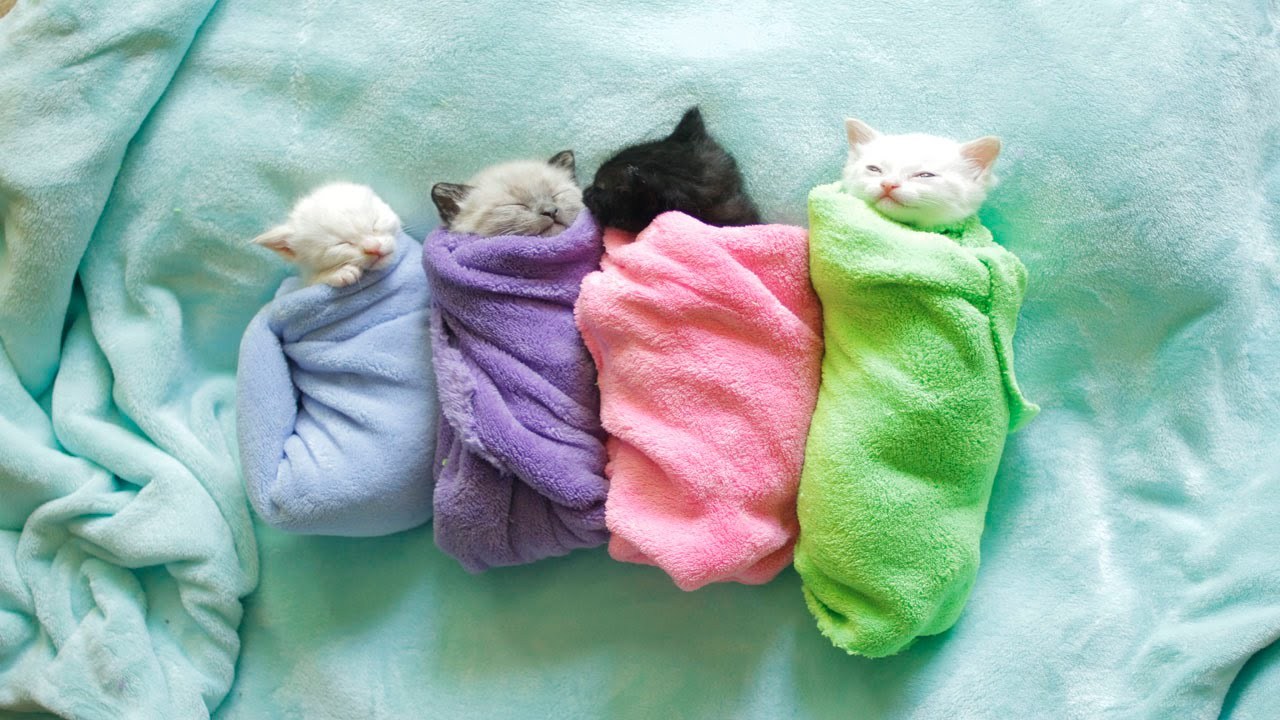 温々と毛布に包まるシャム猫4匹、見ているこちらも眠りの園へ