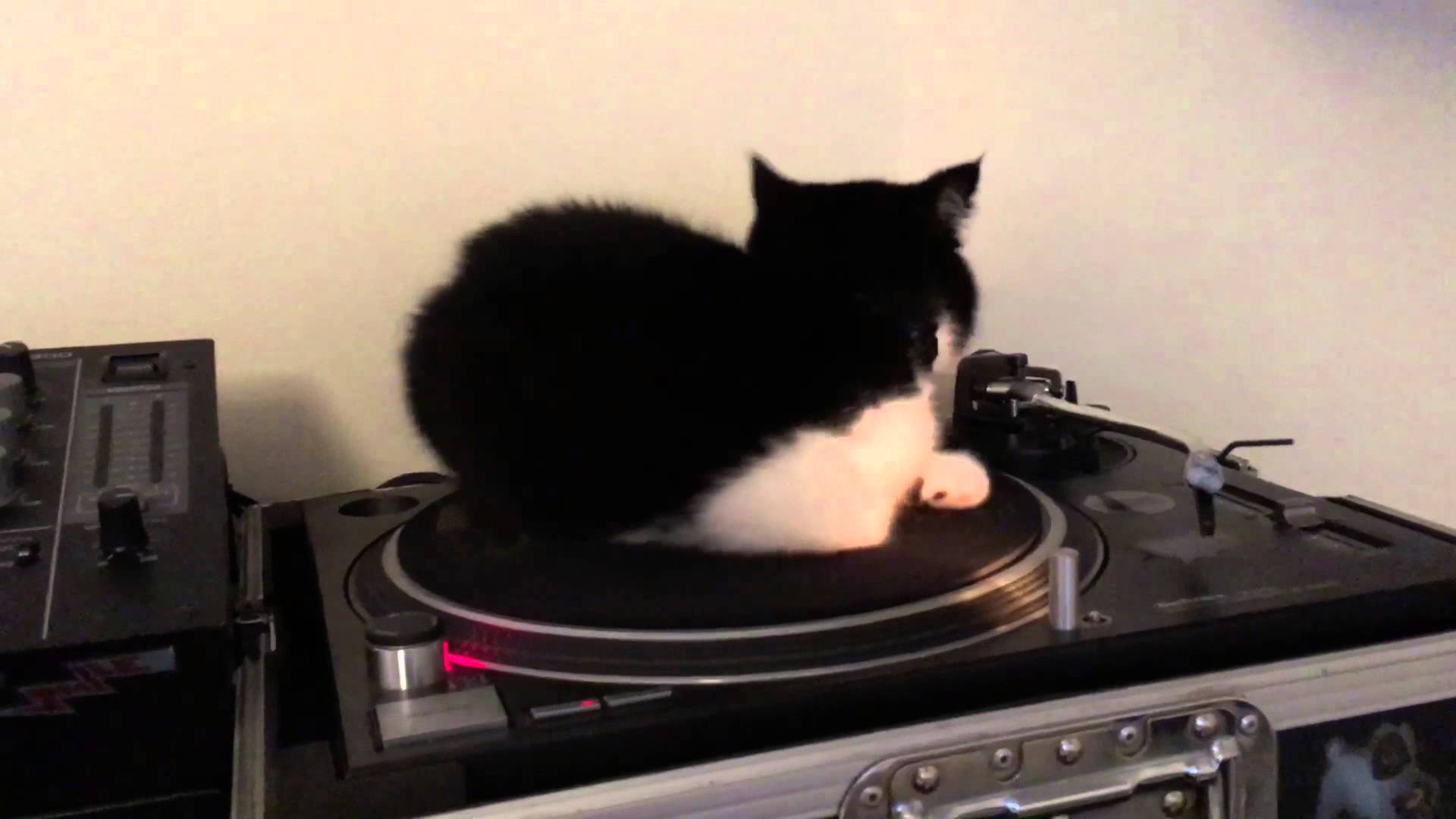 レコード役でDJ待ちの黒白猫、自ら回ってフロアを繋ぐ