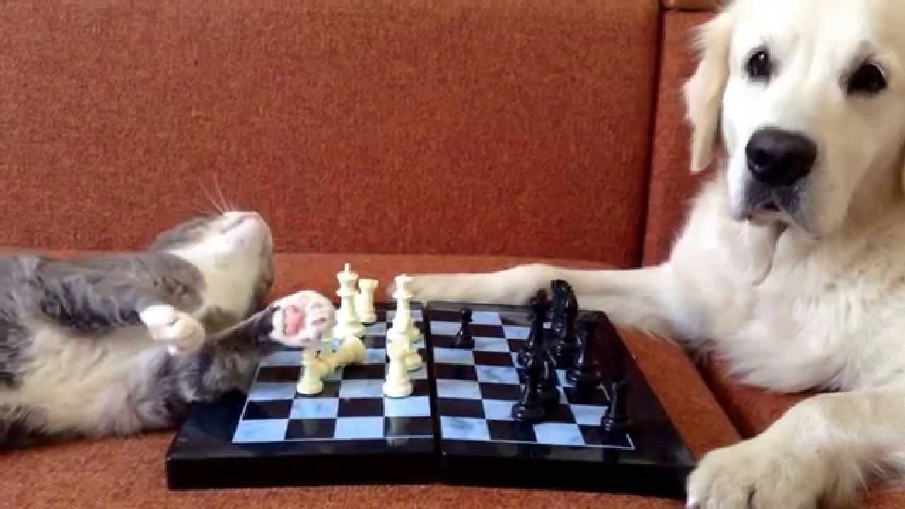 猫vs犬のチェス対局、刺客登場でプロレスに変更
