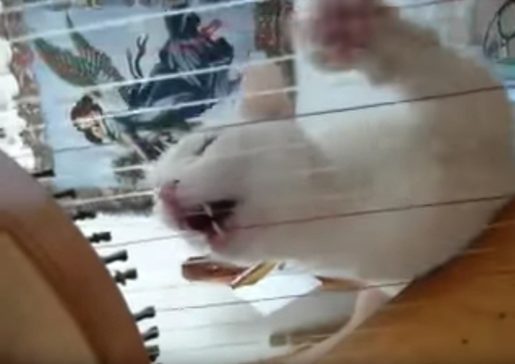 その牙でハープを奏でる白き猫、絶妙な間で演奏に参加