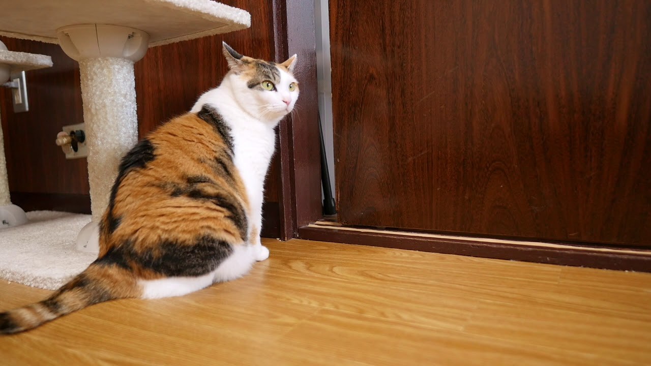 日本語のアテレコ動画の猫コント、ハイクオリティすぎて二度見必至