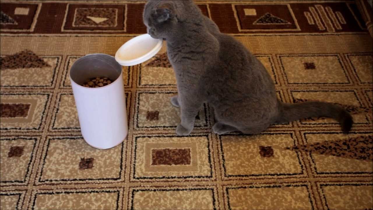 カリカリ筒の蓋を開けるの好きな猫、勢い余ってつまみ食い