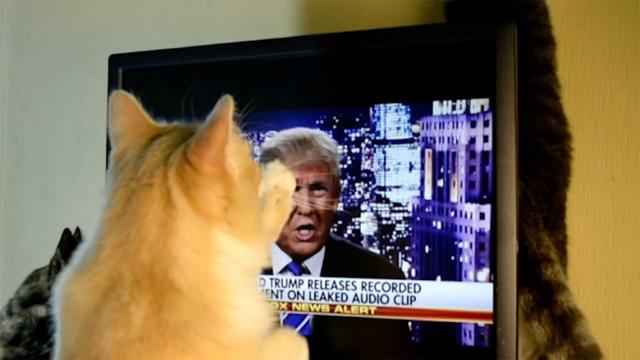 テレビに向かって全力攻撃する猫、その標的にはあの人の顔が