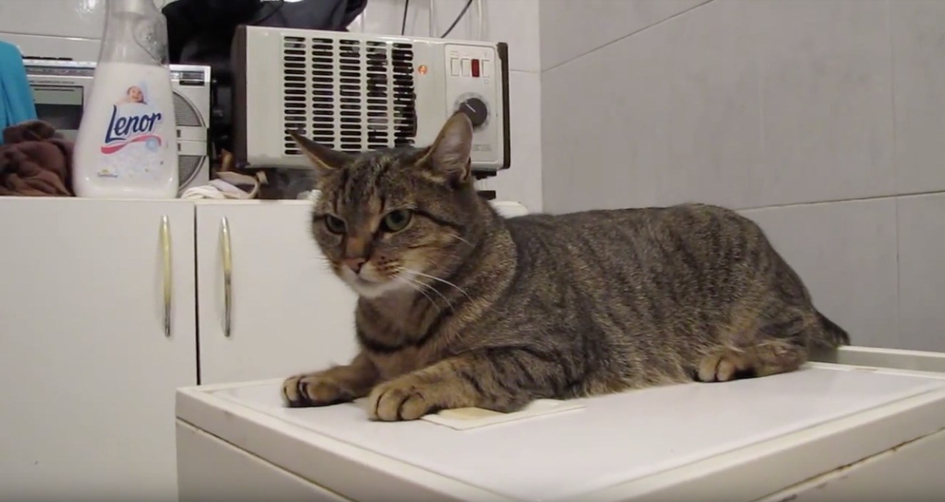 旧型の洗濯機上で揺れる猫、縦揺れ横揺れバネで吸収