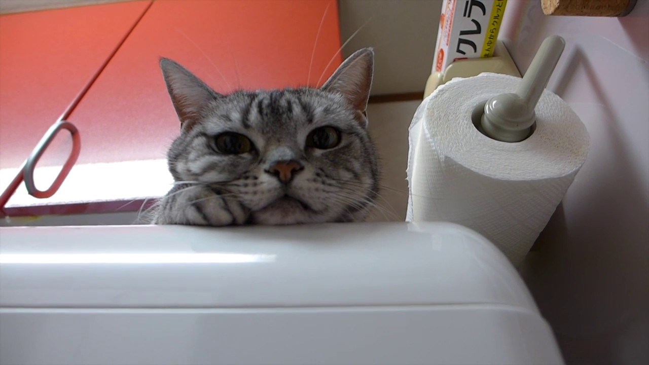 乾燥終わった余熱で快適、猫は食洗機の上で丸くなり