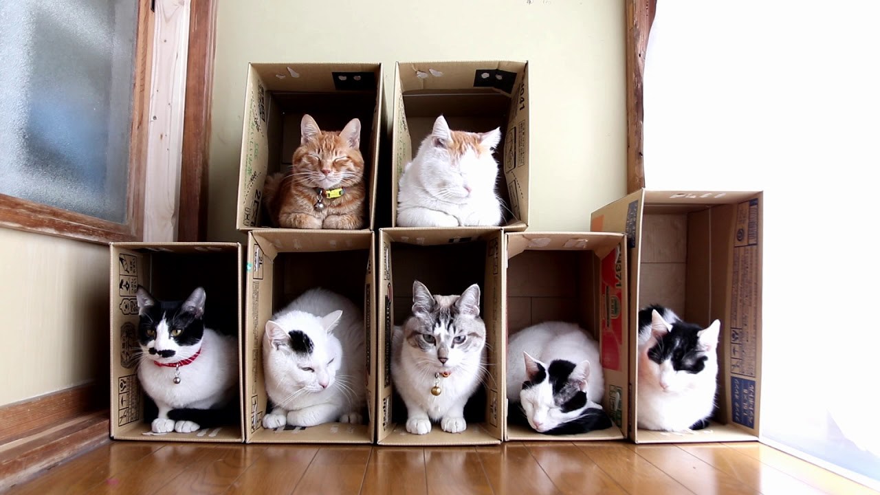 2階建て7部屋紙製猫ハウス、最後まで居座るのはどの部屋か