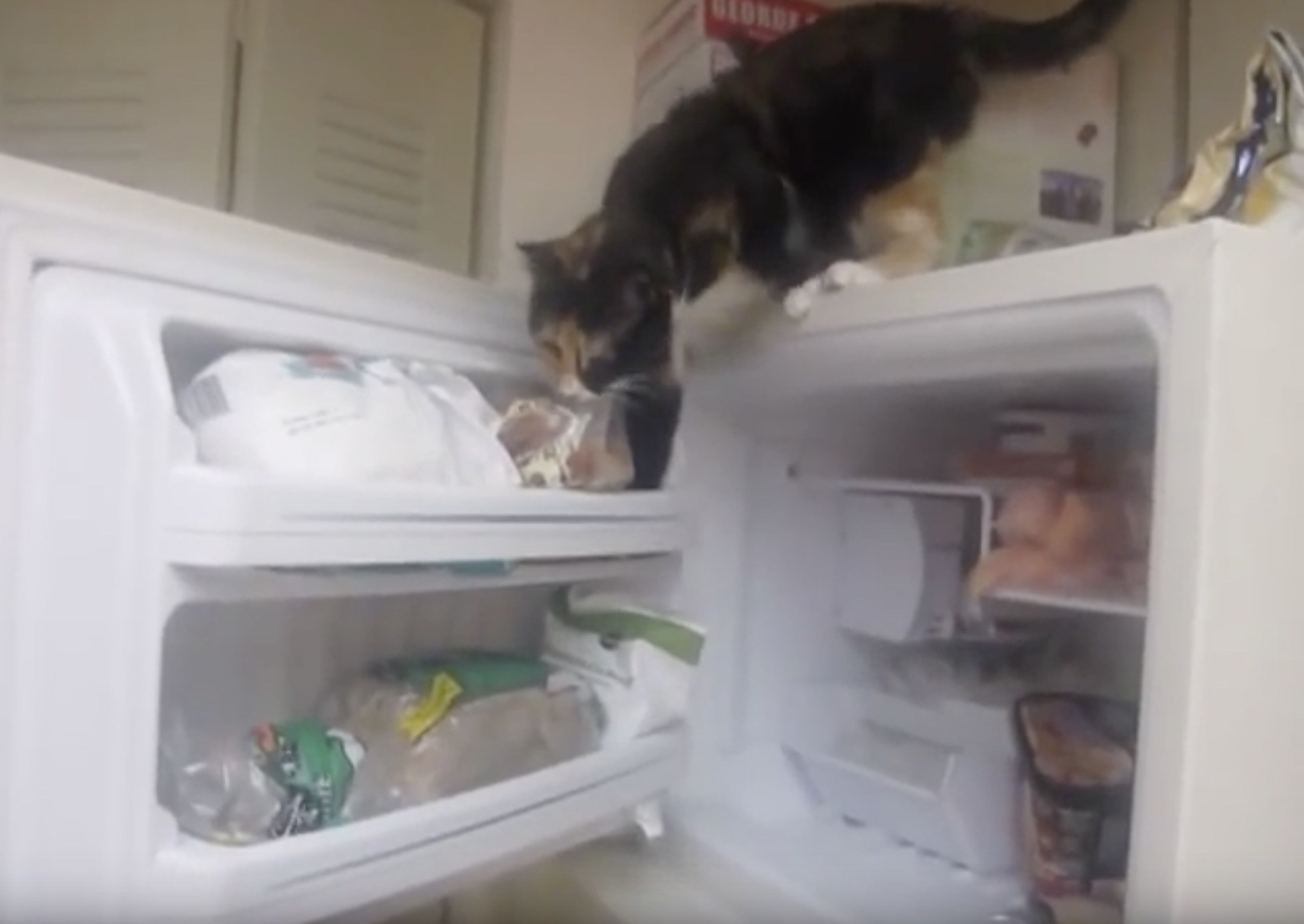 冷凍庫乗って開いて取り出して、器用な三毛猫切り身をゲット