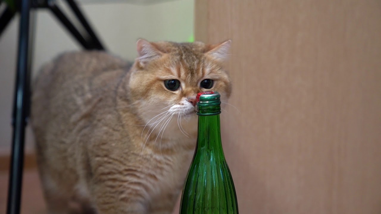 猫によるボトルキャップチャレンジ一応成功、倒れたはずみで蓋取れる