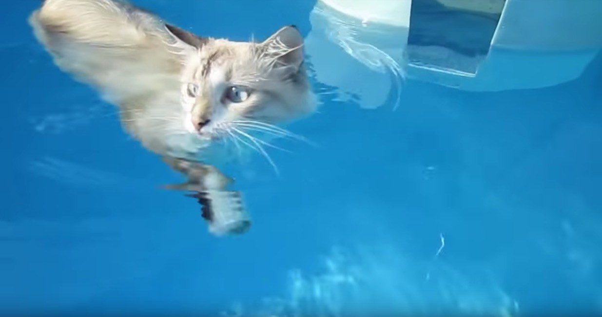 水満ちるプールに浮かび余裕綽々、猫は泳ぐよカワウソのごとく