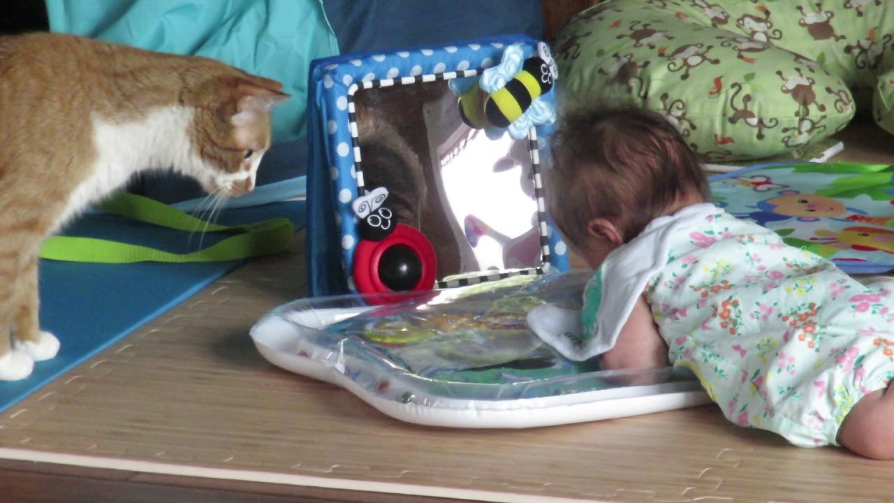 ウオーターマットで遊ぶ赤子を心配する猫、無事を確認して退散