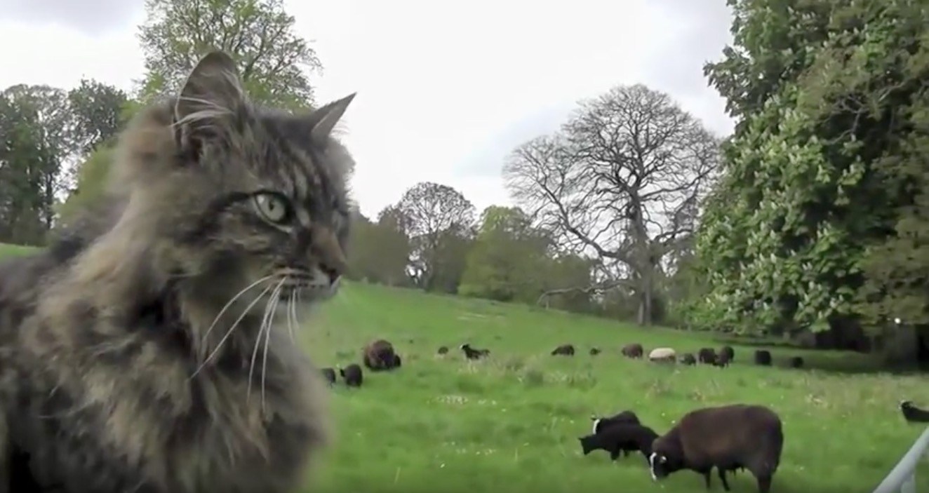 圧倒的貫禄漂う猫のシェパード、羊に紛れて叢に遊ぶ
