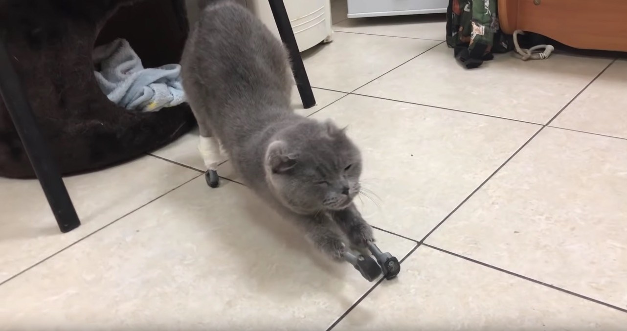凍傷で脚を失うロシアの猫、義足に慣れてじゃらしをエンジョイ