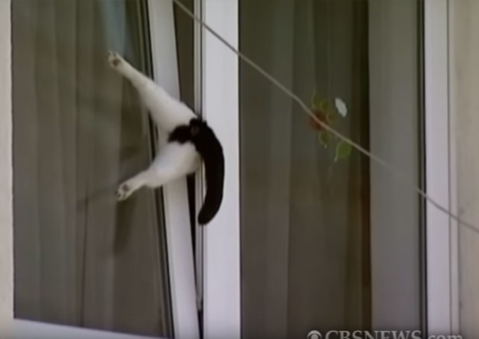 内倒し窓に挟まり宙に浮く猫、通りすがりの人が救出