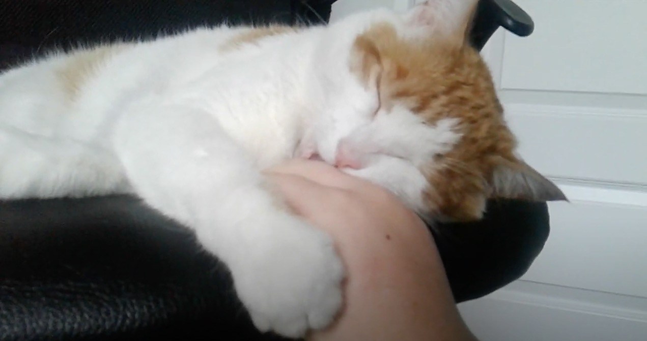 飼い主の指を咥えて二度寝する猫、動いちゃダメよと手を添えて