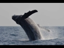 座間味村ホエールウォッチング協会(Zamami Whale Watching)