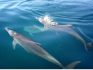 Dolphin Cruise（ドルフィンクルーズ）