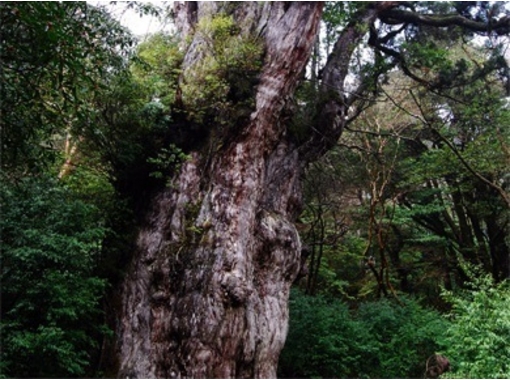 屋久島ガイド21EC-K(Yakushima guide 21EC-K)