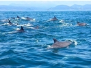 Dolphin Cruise（ドルフィンクルーズ）