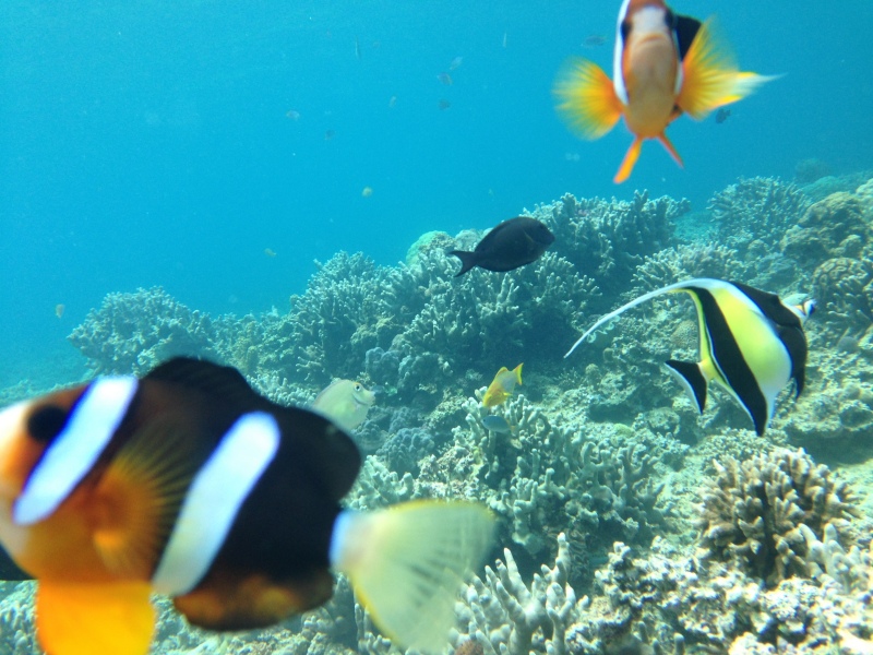 沖縄　海　魚