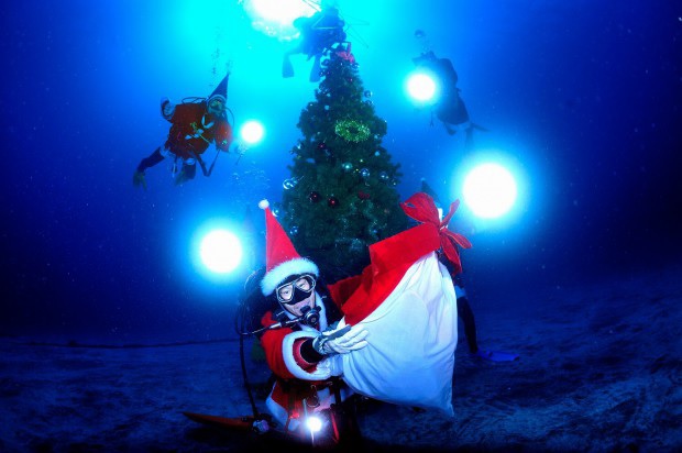 海中にクリスマスツリー！？『伊豆海洋公園ダイビングセンター』が面白い！！