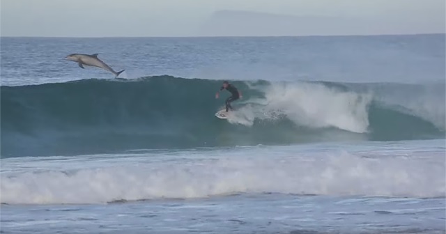 素敵すぎる光景！イルカと一緒にサーフィン『Surfing with Dolphins』！！