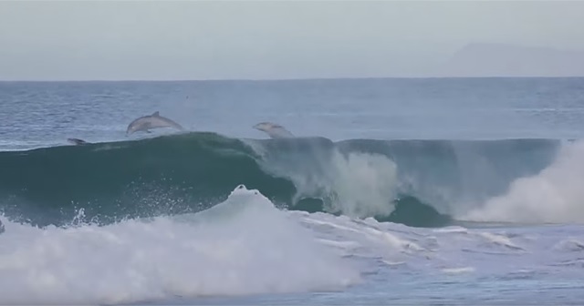 Surfing with Dolphins