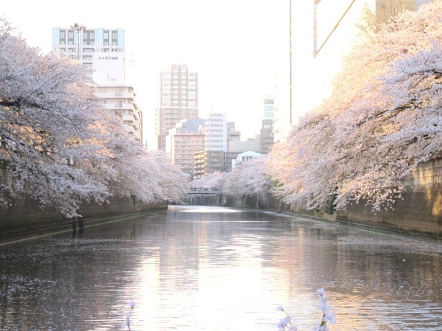 お花見CHANDONクルーズ