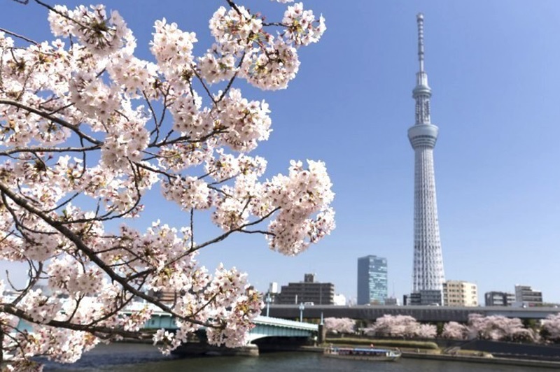 桜が見られる隅田川お花見クルーズ