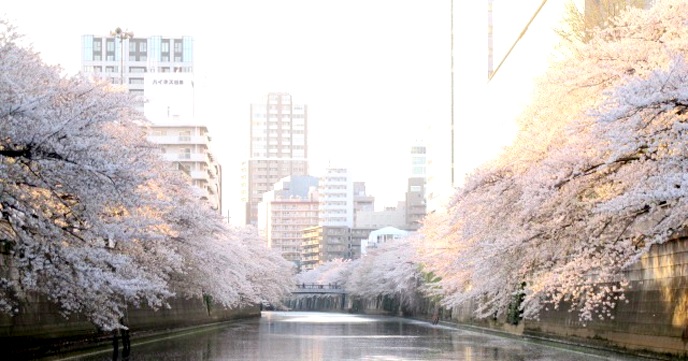 目黒川お花見CHANDONクルーズ