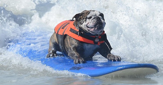 可愛いし上手い Dog Surfing ドッグサーフィン の大会が見ているだけでオモシロ