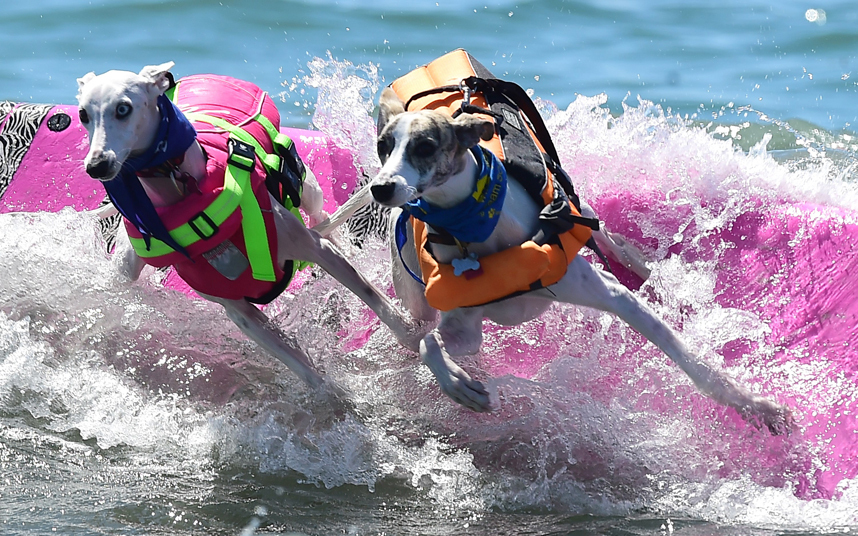 DOG SURFING（ドッグサーフィン）