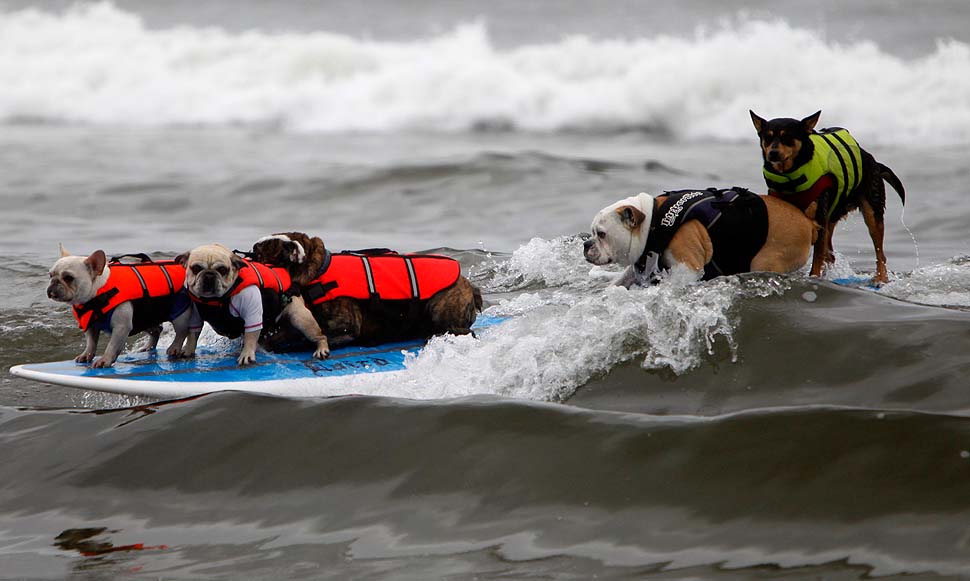 DOG SURFING（ドッグサーフィン）